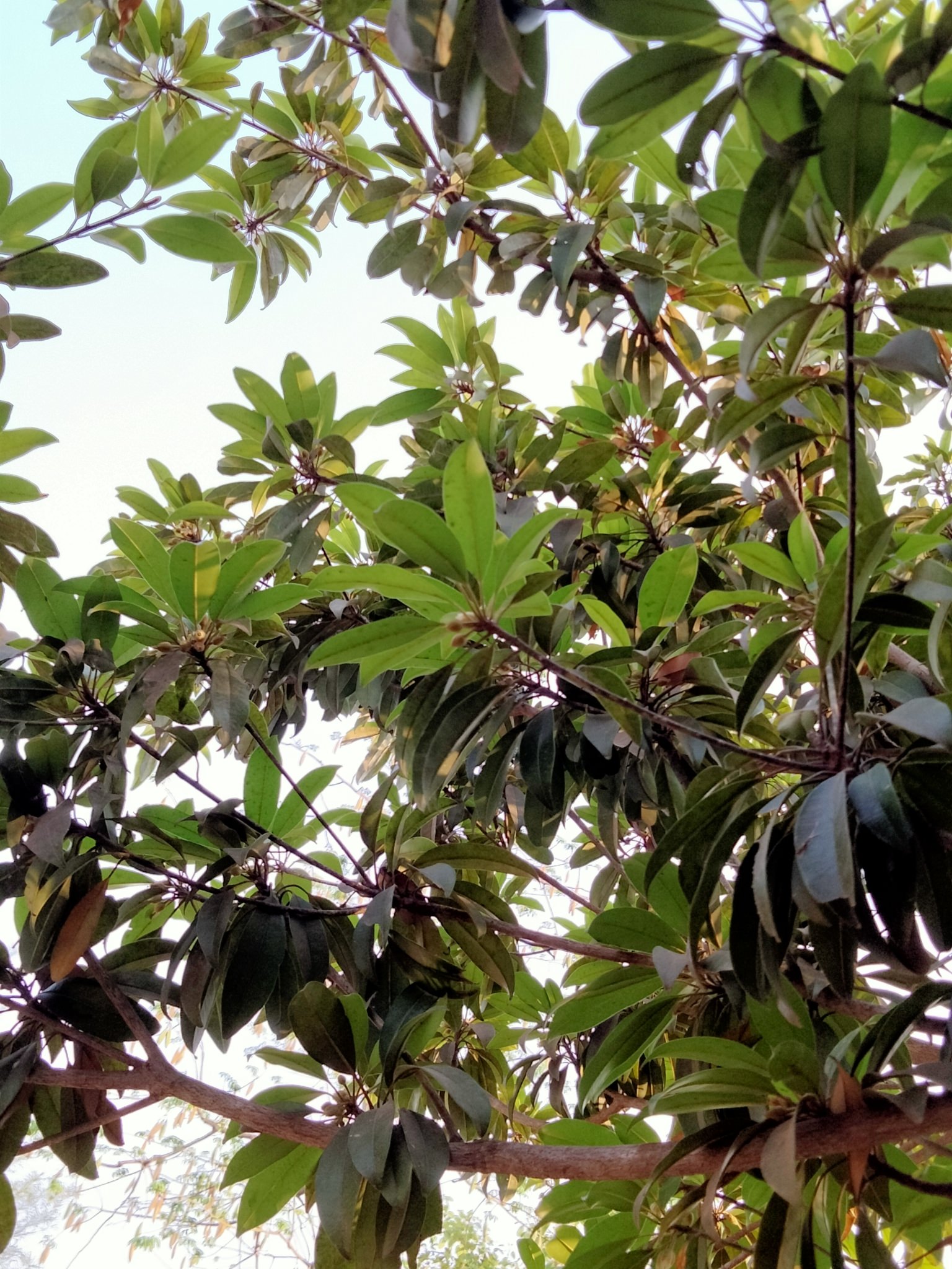 Manilkara zapota